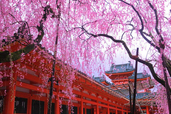 3,200円で行ける！ 春の京都3大桜ツアー